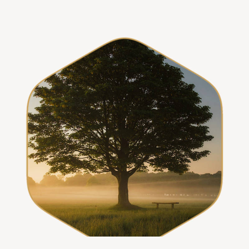 1:1 Coaching · 12 Months