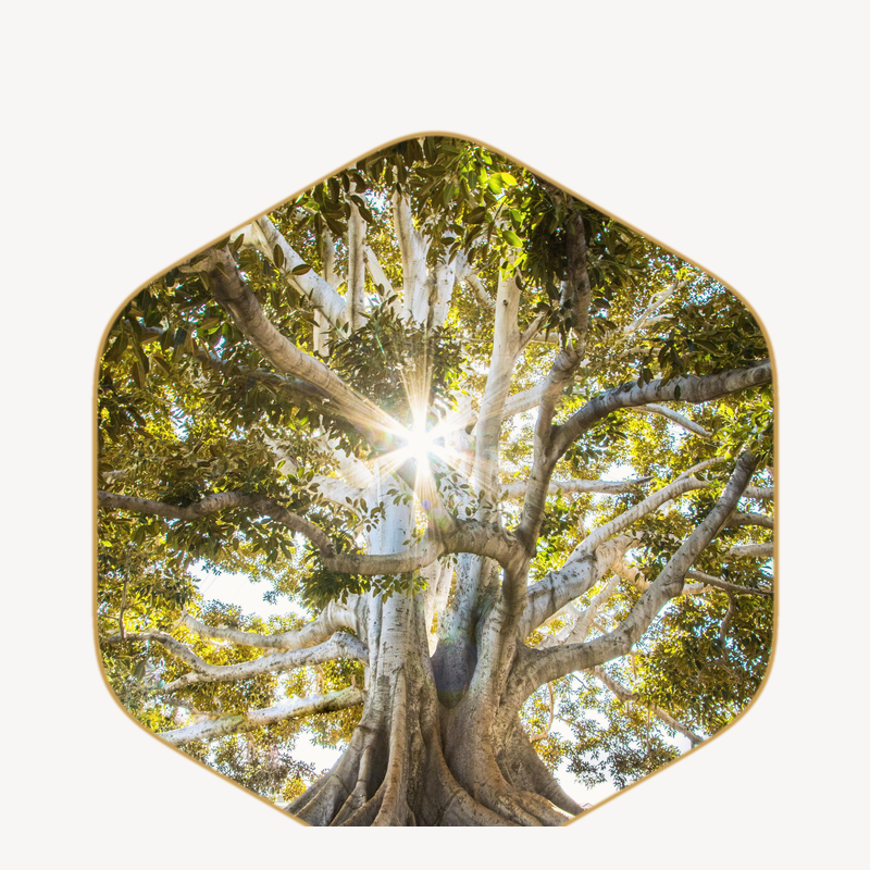 Holistic Mastery Program